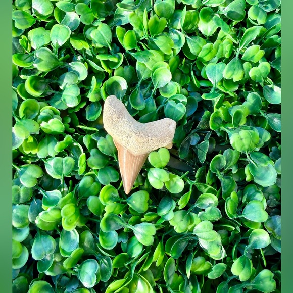 Other - Fossilized Shark Tooth